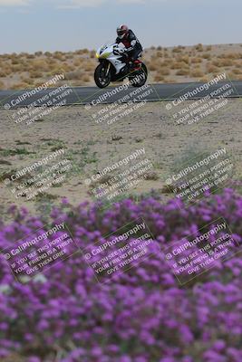 media/Jan-14-2023-SoCal Trackdays (Sat) [[497694156f]]/Turn 14 Exit Bloomig (145pm)/